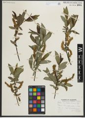 Foto von Salix myrtillifolia Anderson